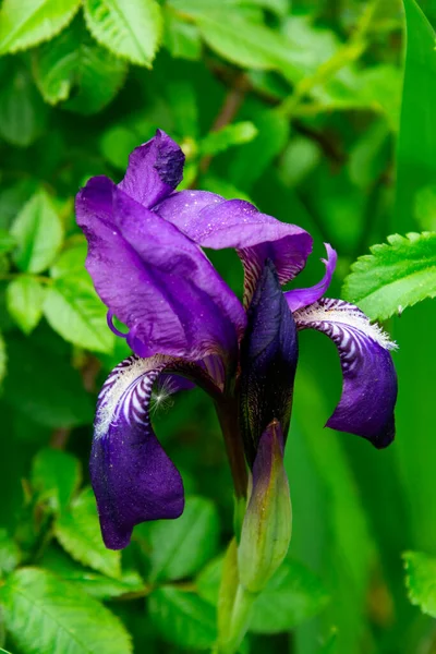 Close-up of a flower of bearded iris . Iris germanica on blurred green natural background. Blue iris flowers are growing in a garden.