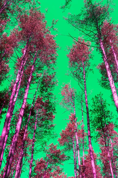 抽象的照片 夏日森林里的树梢与抽象的天空相映成趣 — 图库照片