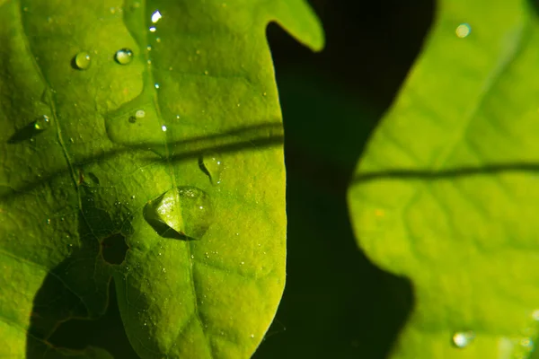 Vers Sappig Jong Gras Druppels Van Ochtend Dauw Een Zomer — Stockfoto