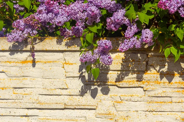 Bahçede bahar çiçekli leylak. Doğal bahar arka planı.