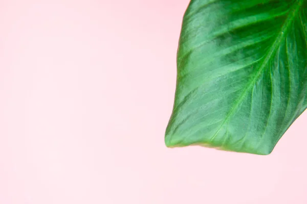 Grüne Blätter Auf Rosa Hintergrund Für Designs Summer Styled Aromatherapie — Stockfoto