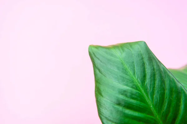 Grüne Blätter Auf Rosa Hintergrund Für Designs Summer Styled Aromatherapie — Stockfoto