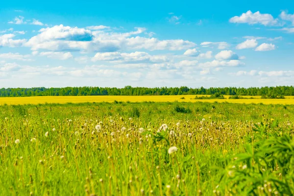 Fondo Violación Campo Amarillo Cielo Azul Verano — Foto de Stock