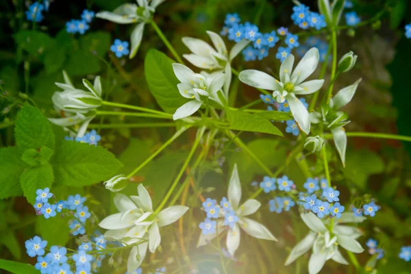 Die Pflanze Von Ornithogalum Mit Hyazinthengewächsen Weiß Die Botanische Familie — Stockfoto