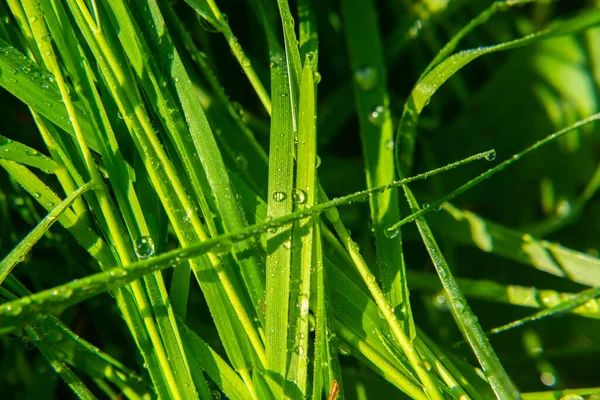 Frisches Saftiges Junges Gras Tröpfchen Morgentau Und Sommer Weicher Fokus — Stockfoto