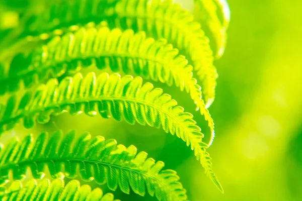 Grüne Waldfarnblätter Farn Muster Makro Schöner Hintergrund — Stockfoto