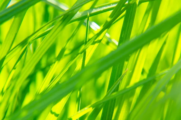 Natürliche Abstrakte Weiche Grüne Öko Sonnigen Hintergrund Mit Gras Und — Stockfoto