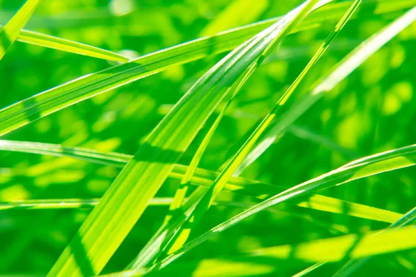 Naturlig Abstrakt Mjuk Grön Eko Solig Bakgrund Med Gräs Och — Stockfoto