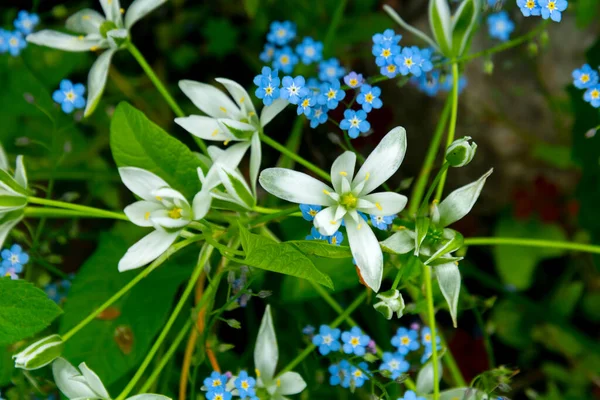 Die Pflanze Von Ornithogalum Mit Hyazinthengewächsen Weiß Die Botanische Familie — Stockfoto