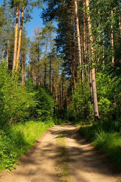 Güneş ışığıyla yaz arkaplanı. Güneşli yeşil bir manzara. Güneşli orman sabahın erken saatlerinde
