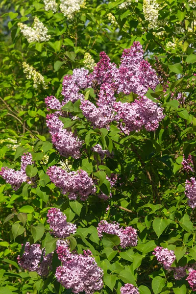 Spring Flowering Lilac Garden Natural Spring Background — Stock Photo, Image