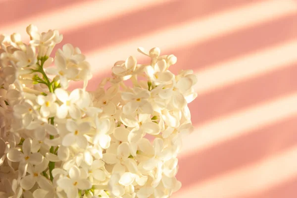 Ramo Fresco Lilás Branco Com Folhas Com Uma Sombra Das — Fotografia de Stock