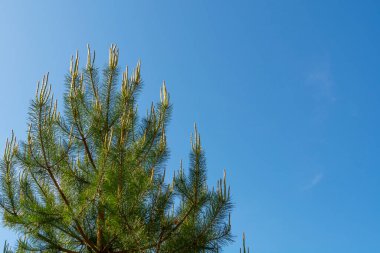 Çam ağacının tepesi mavi gökyüzüne karşı. Yaz manzarası. Doğa
