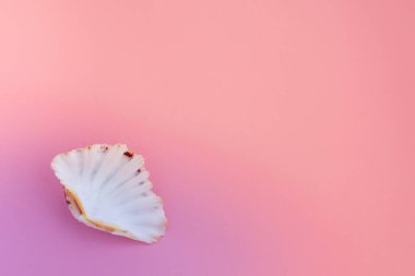 Yaz dönemi. Deniz kabukları ile pembe pastel, üst manzara. Yaz tatili kavramı.