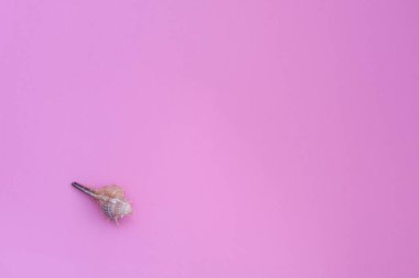 Yaz dönemi. Deniz kabukları ile pembe pastel, üst manzara. Yaz tatili konsepti. Tropik tatil