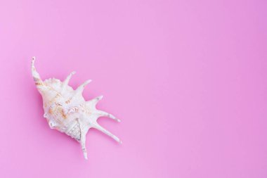 Yaz dönemi. Deniz kabukları ile pembe pastel, üst manzara. Yaz tatili konsepti. Tropik tatil