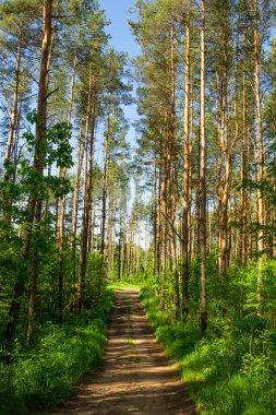 Güneş ışığıyla yaz arkaplanı. Güneşli yeşil bir manzara. Güneşli orman sabahın erken saatlerinde