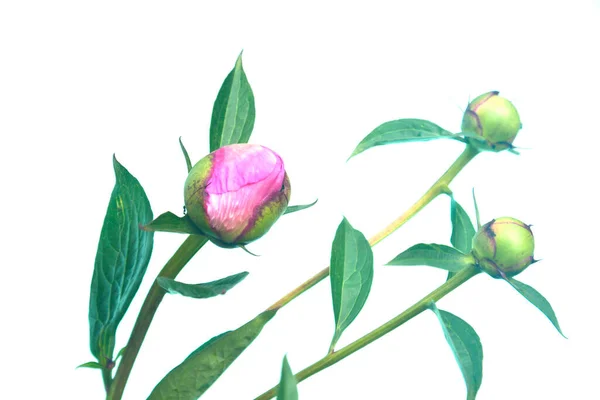 粉红牡丹尚未开放的嫩芽的特写 牡丹夏花 — 图库照片