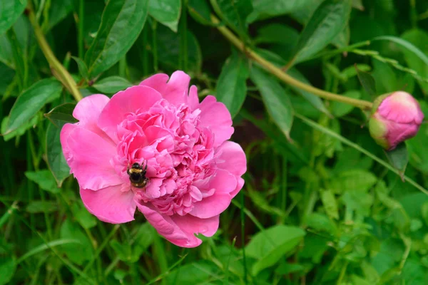 Bumblebee Pięknej Różowej Piwonii Lato Kwiaty Piwonie — Zdjęcie stockowe