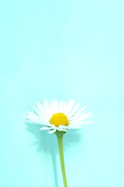 White Camomile Blue Background Idea Postcards Place Your Text Copy — Stock Photo, Image