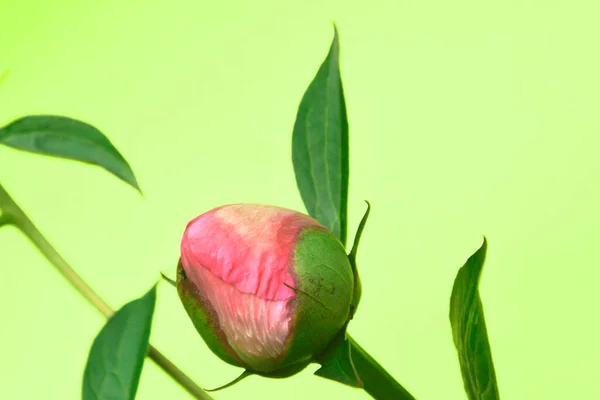 Zbliżenie Nieotwartego Delikatnego Pączka Różowej Piwonii Letnie Kwiaty Piwonia — Zdjęcie stockowe