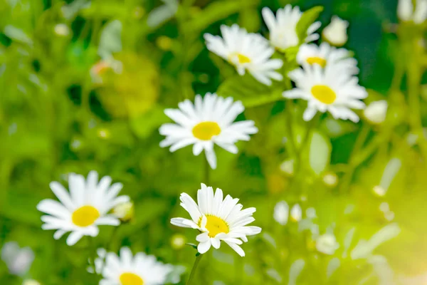 Margeriten Auf Einer Blumenwiese Garten Mit Schönen Weißen Blütenblättern Und — Stockfoto