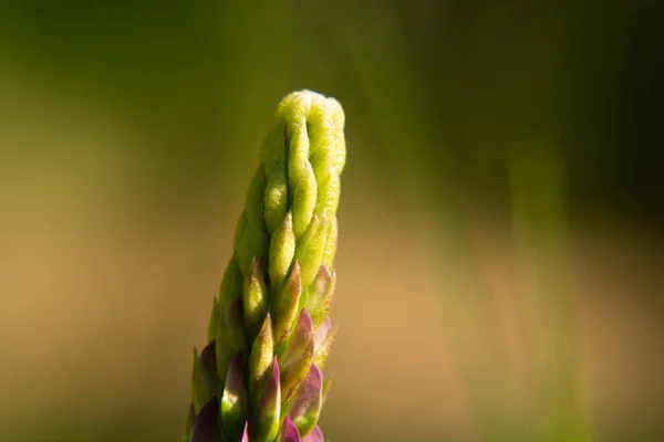 Frische Junge Kiefernknospen Medikament Der Alternativen Medizin Zweige Von Kiefern — Stockfoto