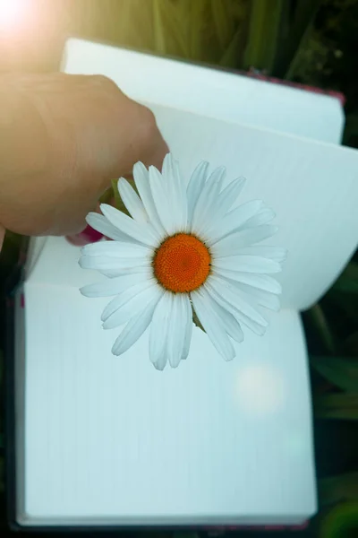 white camomile or chamomile flower on open notebook with blank sheet unfocused background. Beginning and writing concept. Education and summer background. Blossom flower. Clear organizer.