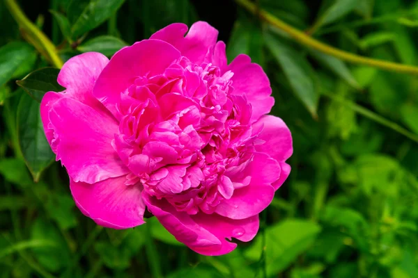 Różowe Piwonie Kwitną Ogrodzie Piwonii Kwiaty Letnie Piwonie — Zdjęcie stockowe
