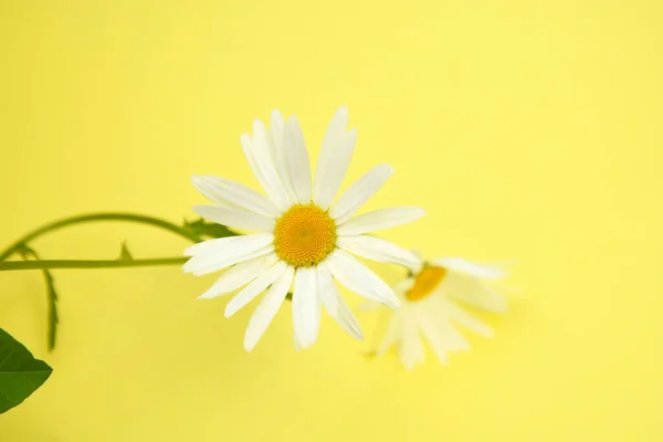 Weiße Kamille Auf Gelbem Hintergrund Idee Für Postkarten Mit Platz — Stockfoto