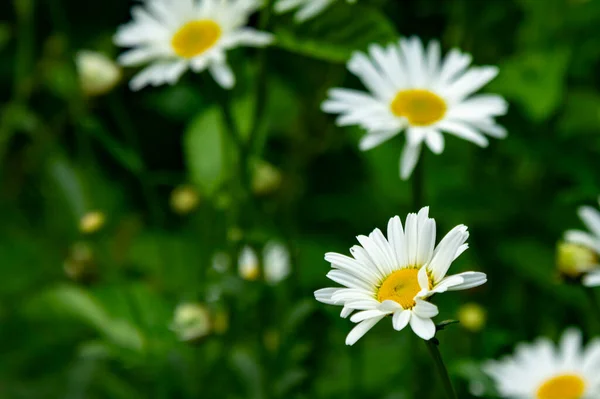 Weiße Kamillen Sommergarten Schöne Sommerblumen Garten — Stockfoto