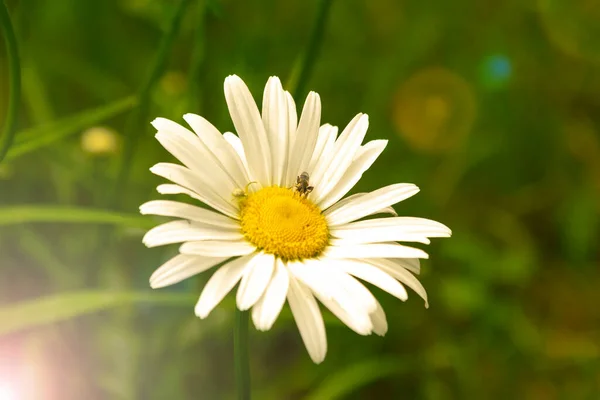 Margeriten Auf Einer Blumenwiese Garten Mit Schönen Weißen Blütenblättern Und — Stockfoto