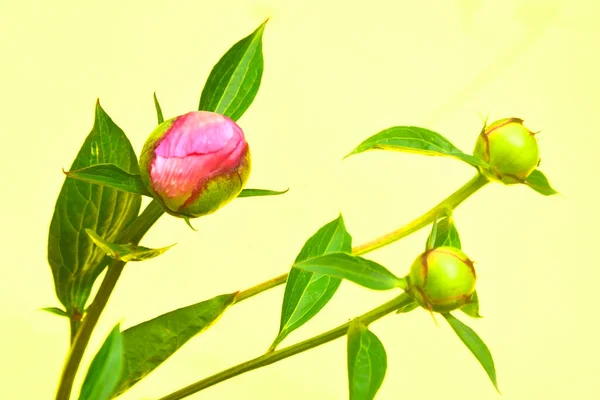 Różowe Piwonie Kwitną Ogrodzie Piwonii Kwiaty Letnie Piwonie — Zdjęcie stockowe