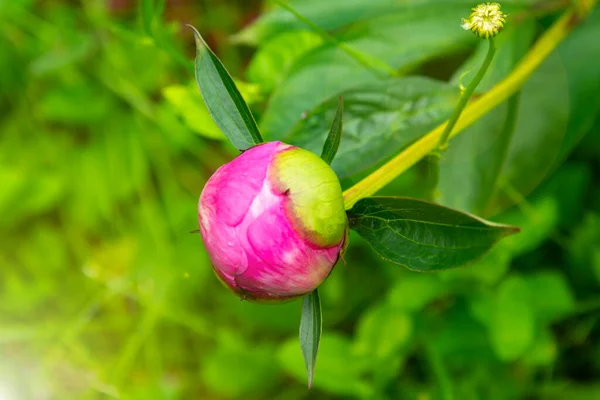 Closeup Unopened Tender Bud Pink Peony Summer Flowers Peony — Stock Photo, Image