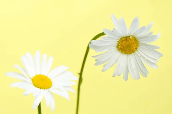 Weiße Kamille Auf Gelbem Hintergrund Idee Für Postkarten Mit Platz — Stockfoto