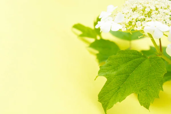 Weiße Blütenstände Von Viburnum Ordinary Blühender Viburnum Opulus Auf Gelbem — Stockfoto