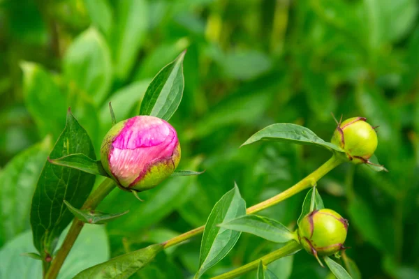 Closeup Unopened Tender Bud Pink Peony Summer Flowers Peony — Stock Photo, Image