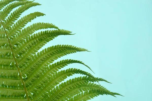 Yeşil eğreltiotu tropikal yağmur ormanları yaprak bitkileri. — Stok fotoğraf