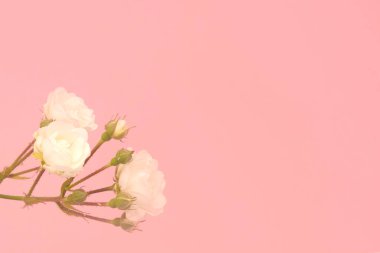 Pembe arka planda beyaz güller, kopyalama alanı. Minimal stil düz. Tebrik kartı için davetiye. 8 Mart, 14 Şubat, doğum günü, sevgililer günü, anneler günü konsepti.