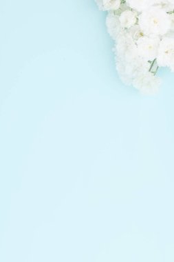 Mavi arka planda küçük güller, kopyalama alanı. Minimal biçim düzlüğü.