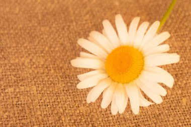 Çuval bezi arka planında papatya çayı, kaba doğal kumaş dokusu, çiçeğin ortasında beyaz taç yaprakları.