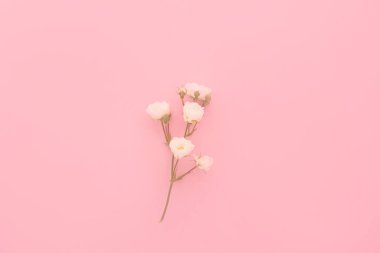 Pembe arka planda beyaz güller, kopyalama alanı. Minimal stil düz. Tebrik kartı için davetiye. 8 Mart, 14 Şubat, doğum günü, sevgililer günü, anneler günü konsepti.