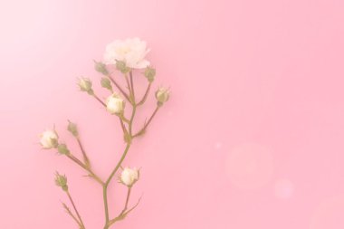 Pembe arka planda beyaz güller, kopyalama alanı. Minimal stil düz. Tebrik kartı için davetiye. 8 Mart, 14 Şubat, doğum günü, sevgililer günü, anneler günü konsepti.