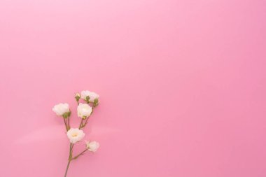 Pembe arka planda beyaz güller, kopyalama alanı. Minimal stil düz. Tebrik kartı için davetiye. 8 Mart, 14 Şubat, doğum günü, sevgililer günü, anneler günü konsepti.