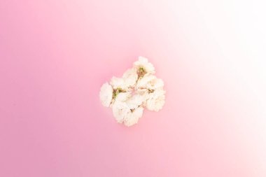 Pembe arka planda beyaz küçük güller. Güzellik ve aşk kavramı. Romantik bir ruh hali. Sevgililer Günü. Metin uzayının kopyası.