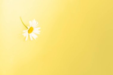 Yaz yatağı. Sarı arka planda beyaz papatya çiçekleri. Metin için alanı kopyala.