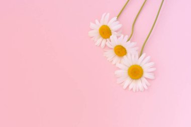 Papatya çiçekli pembe arkaplan ve kopyalama alanı. Papatya çiçeği kompozisyonu. Düz tabaka, üst manzara. Bahar ya da yaz konsepti