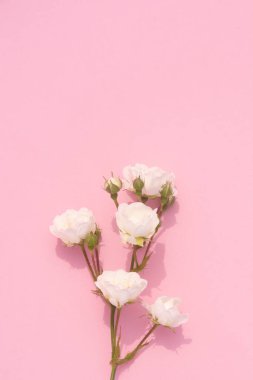 Pembe arka planda beyaz güller, kopyalama alanı. Minimal stil düz. Tebrik kartı için davetiye. 8 Mart, 14 Şubat, doğum günü, sevgililer günü, anneler günü konsepti.