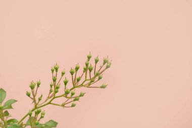 Pastel arka planında patlamamış güller olan bir dal. Boşluğu kopyala