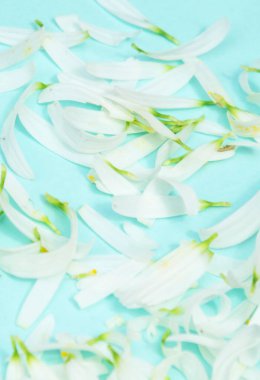 Papatya yaprağı. Beyaz yaprakların arkaplanı.